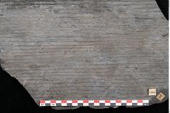 Foto (Detailansicht) von Sigillaria elongata Brongniart (NHMW-GEO-2024-0188-11053)